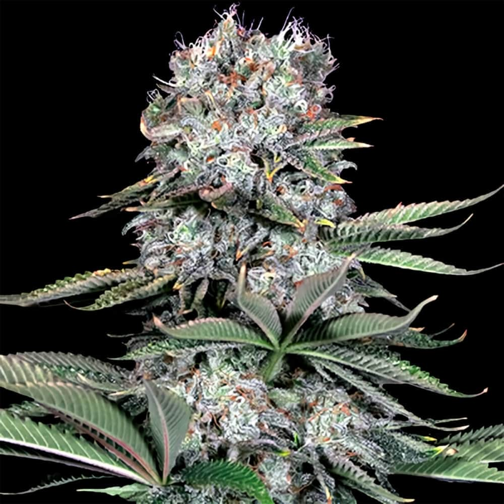 RUNTZ 13 (G13 Labs) Semillas de marihuana feminizadas de colección, cogollo 2.