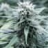 SWEET AMNESIA (G13 Labs) Semillas de marihuana feminizadas de colección, cogollo.