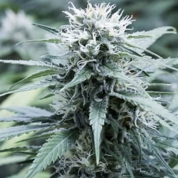 SWEET AMNESIA (G13 Labs) Semillas de marihuana feminizadas de colección, cogollo.