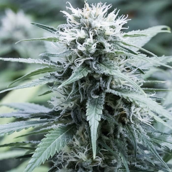SWEET AMNESIA (G13 Labs) Semillas de marihuana feminizadas de colección, cogollo.