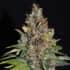 TROPICAL PUNCH (G13 Labs)