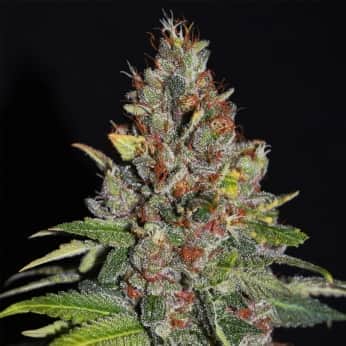 TROPICAL PUNCH (G13 Labs)