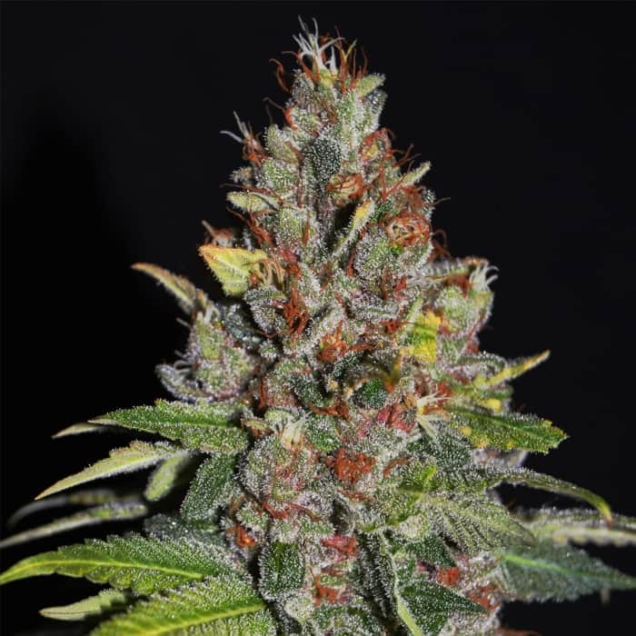 TROPICAL PUNCH (G13 Labs)