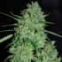 WHITE CRITICAL (G13 Labs) Semillas de marihuana feminizadas de colección, cogollo.