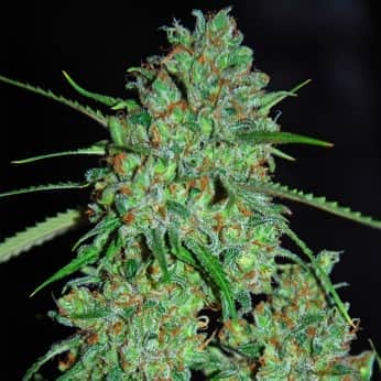 WHITE CRITICAL (G13 Labs) Semillas de marihuana feminizadas de colección, cogollo.