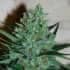 WHITE LAVENDER (G13 Labs) Semillas de marihuana feminizadas de colección, cogollo.