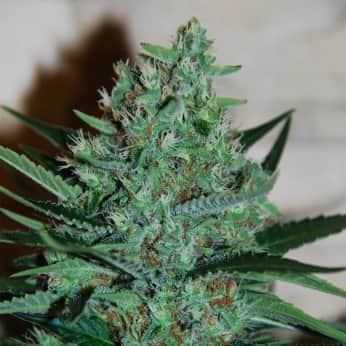 WHITE LAVENDER (G13 Labs) Semillas de marihuana feminizadas de colección, cogollo.