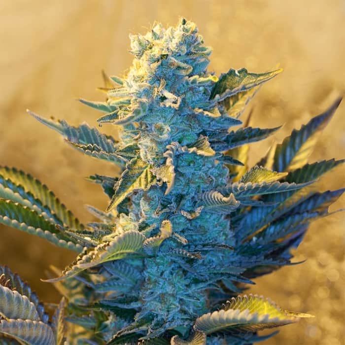 WHITE WIDOW (G13 Labs) Semillas de marihuana feminizadas de colección, cogollo.