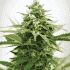 CRITICAL XXL (Garden Of Green Seeds) Semillas de marihuana feminizadas de colección, cogollo.