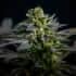 SUPER SKUNK KUSH (Garden Of Green Seeds) Semillas de marihuana feminizadas de colección, cogollo.