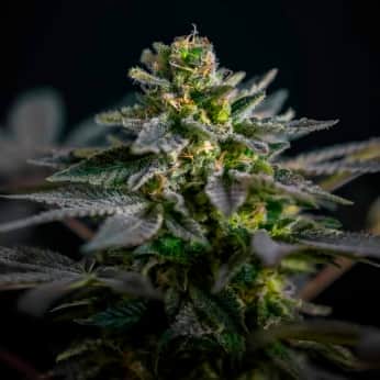 SUPER SKUNK KUSH (Garden Of Green Seeds) Semillas de marihuana feminizadas de colección, cogollo.
