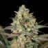 KUSH MASS (Garden Of Green Seeds)
