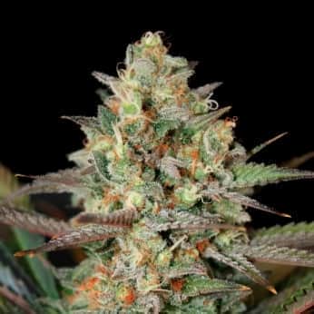 KUSH MASS (Garden Of Green Seeds) Semillas de marihuana feminizadas de colección, cogollo.
