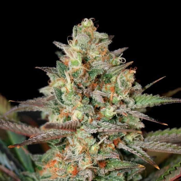 KUSH MASS (Garden Of Green Seeds) Semillas de marihuana feminizadas de colección, cogollo.