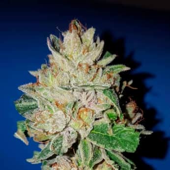 VIOLET KUSH (Garden Of Green Seeds) Semillas de marihuana feminizadas de colección, cogollo.