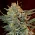 AMNESIA LEMON KUSH (Garden Of Green Seeds) Semillas de marihuana feminizadas de colección, cogollo.