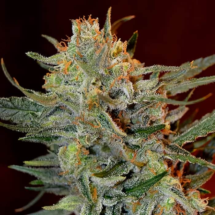 AMNESIA LEMON KUSH (Garden Of Green Seeds) Semillas de marihuana feminizadas de colección, cogollo.