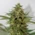 AMNESIA LEMON PIE (Garden Of Green Seeds) Semillas de marihuana feminizadas de colección, cogollo.