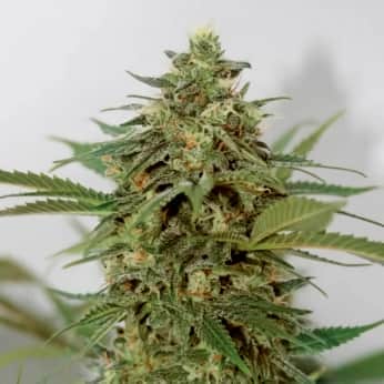 AMNESIA LEMON PIE (Garden Of Green Seeds) Semillas de marihuana feminizadas de colección, cogollo.