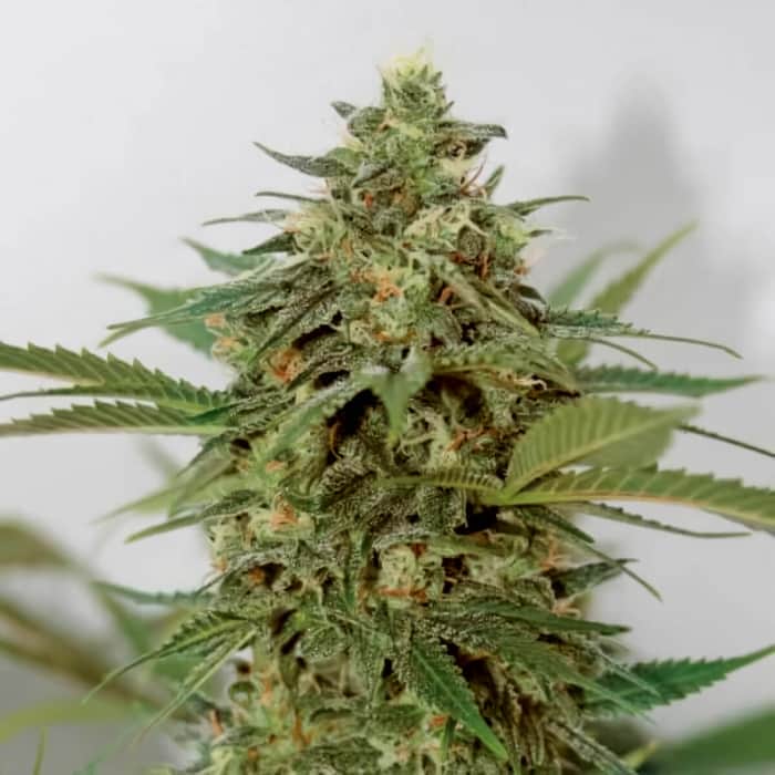 AMNESIA LEMON PIE (Garden Of Green Seeds) Semillas de marihuana feminizadas de colección, cogollo.