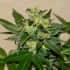 CITRUS PARIDISI (Garden Of Green Seeds) Semillas de marihuana feminizadas de colección, cogollo.