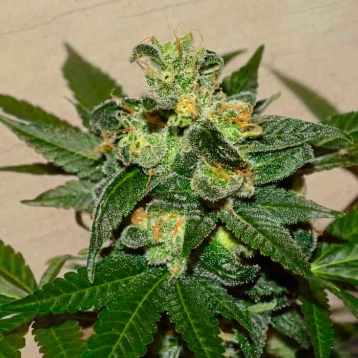 CITRUS PARIDISI (Garden Of Green Seeds) Semillas de marihuana feminizadas de colección, cogollo.