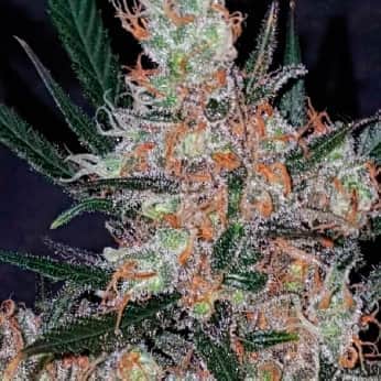 DIESEL BERRY COUGH (Garden Of Green Seeds) Semillas de marihuana feminizadas de colección, cogollo.