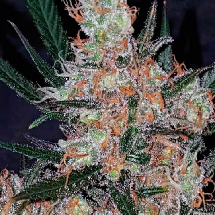 DIESEL BERRY COUGH (Garden Of Green Seeds) Semillas de marihuana feminizadas de colección, cogollo.