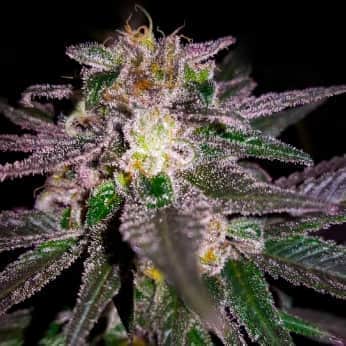 DUBBLE BUBBLE (Garden Of Green Seeds) Semillas de marihuana feminizadas de colección, cogollo.