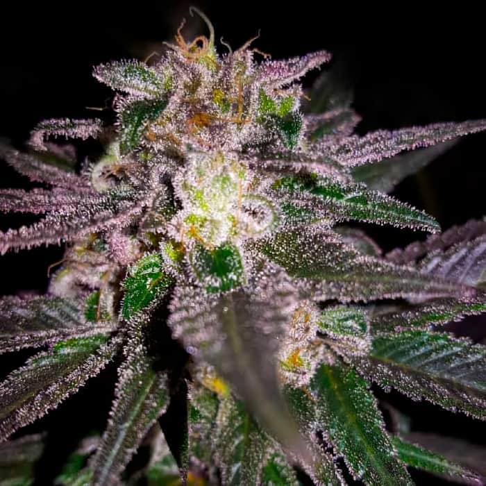 DUBBLE BUBBLE (Garden Of Green Seeds) Semillas de marihuana feminizadas de colección, cogollo.