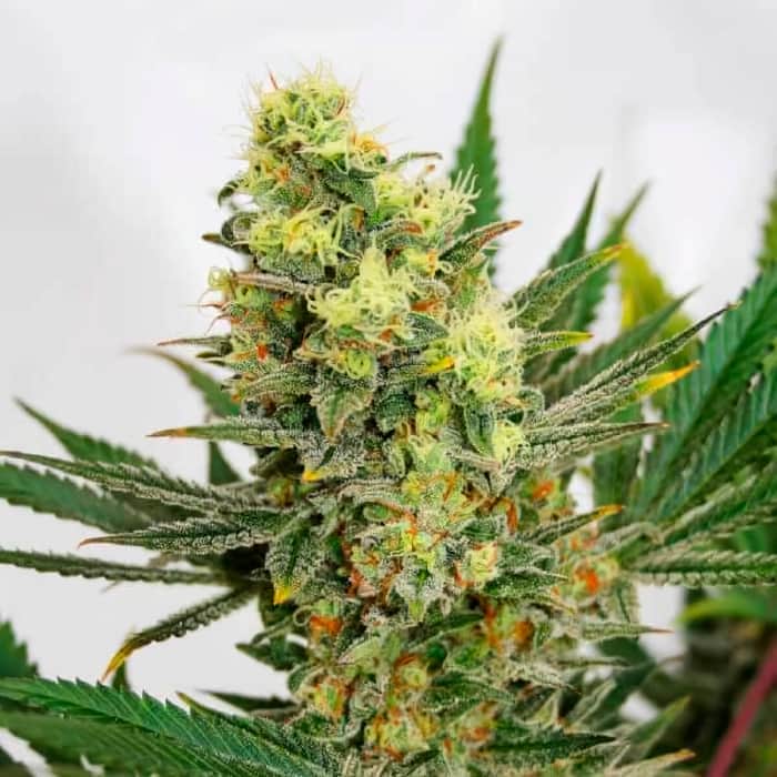 PINEAPPLE AMNESIA (Garden Of Green Seeds) Semillas de marihuana feminizadas de colección, cogollo.