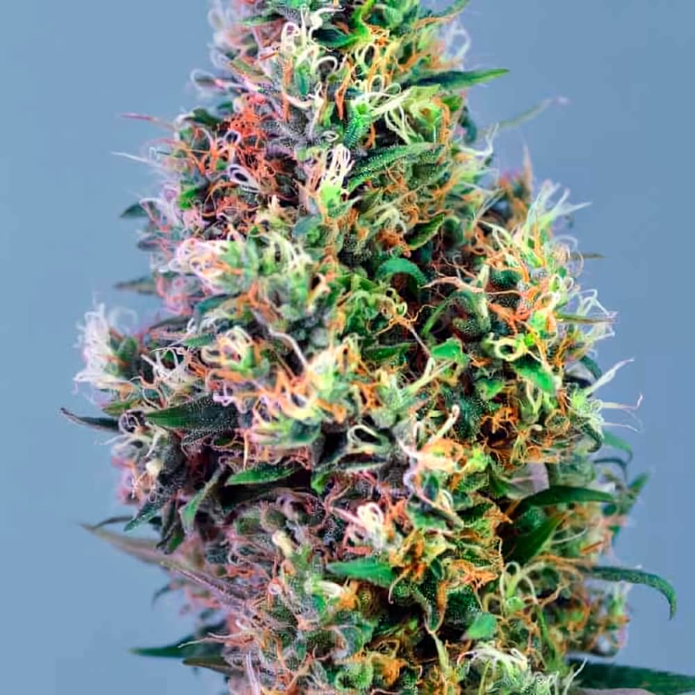 SUPER PINEAPPLE HAZE (Garden Of Green Seeds) Semillas de marihuana feminizadas de colección, cogollo.