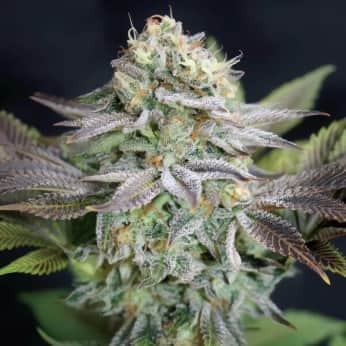 BLUE DREAM (Garden Of Green Seeds) Semillas de marihuana feminizadas de colección, cogollo.