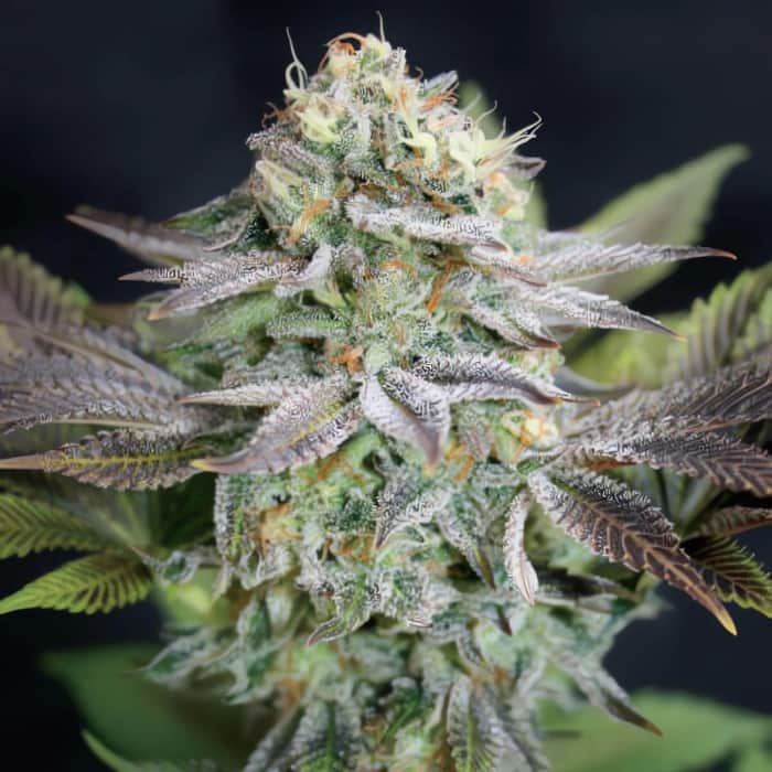 BLUE DREAM (Garden Of Green Seeds) Semillas de marihuana feminizadas de colección, cogollo.