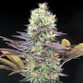 CALI BAY DREAM (Garden Of Green Seeds) Semillas de marihuana feminizadas de colección, cogollo.