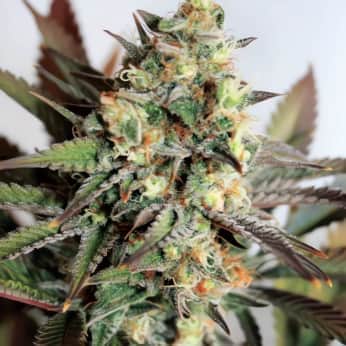 GIRL SCOUT COOKIES (Garden Of Green Seeds) Semillas de marihuana feminizadas de colección, cogollo.