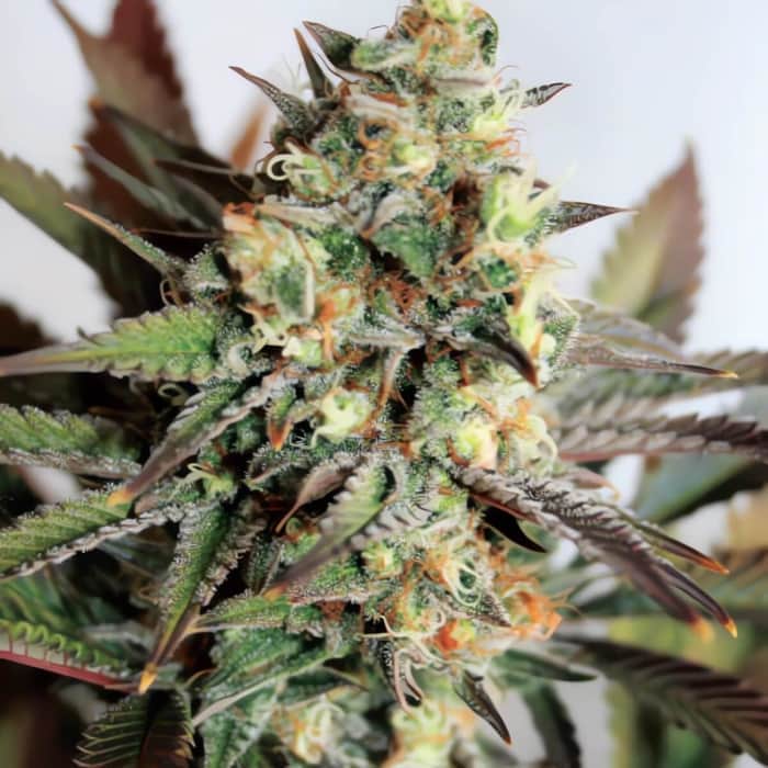 GIRL SCOUT COOKIES (Garden Of Green Seeds) Semillas de marihuana feminizadas de colección, cogollo.