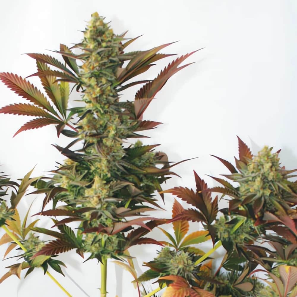 LARRY´S LEMON OG (Garden Of Green Seeds) Semillas de marihuana feminizadas de colección, cogollo.