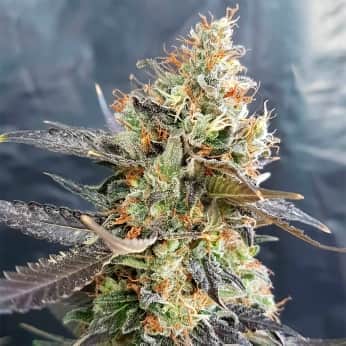 CANDYLAND (Garden Of Green Seeds) Semillas de marihuana feminizadas de colección, cogollo.