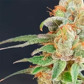 WEDDING CAKE (Garden Of Green Seeds) Semillas de marihuana feminizadas de colección, cogollo.