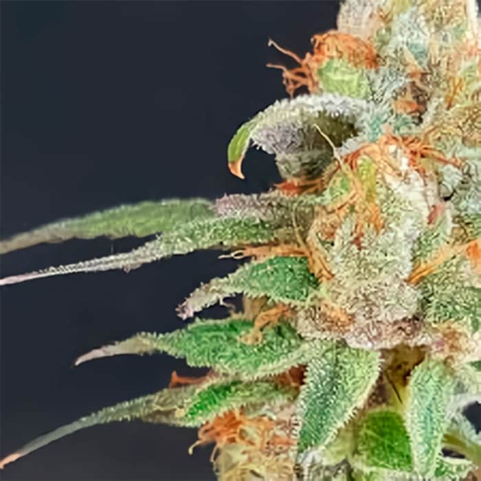 WEDDING CAKE (Garden Of Green Seeds) Semillas de marihuana feminizadas de colección, cogollo.