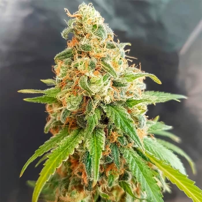KOSHER KUSH (Garden Of Green Seeds) Semillas de marihuana feminizadas de colección, cogollo.