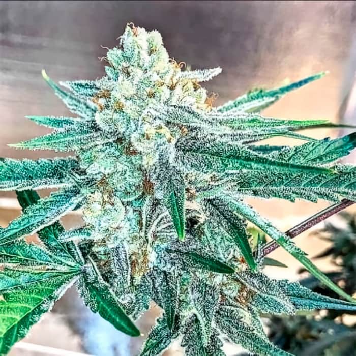 CHEMDOG MILLIONAIRE GUAVA (Garden Of Green Seeds) Semillas de marihuana feminizadas de colección, cogollo.