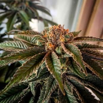 SOUR TANGIE (Garden Of Green Seeds) Semillas de marihuana feminizadas de colección, cogollo.