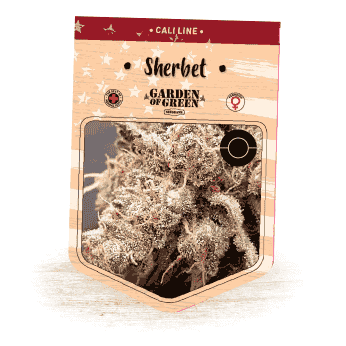 SHERBET (Garden Of Green Seeds) Semillas de marihuana feminizadas de colección, cogollo.