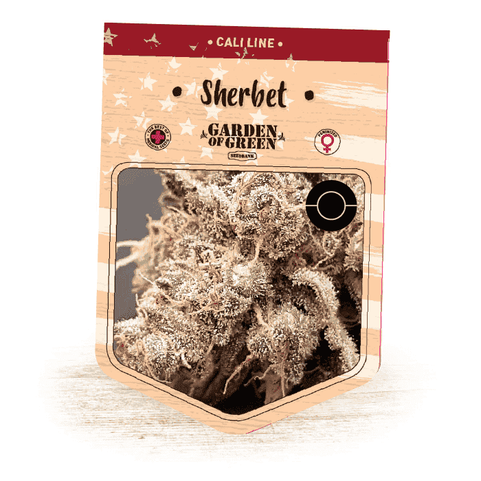 SHERBET (Garden Of Green Seeds) Semillas de marihuana feminizadas de colección, cogollo.