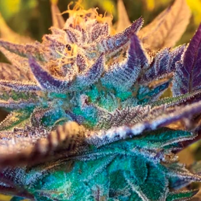 AUTO GIRL SCOUT COOKIES (Garden Of Green Seeds) Semillas de marihuana feminizadas de colección, cogollo.