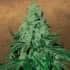 AUTO SUPER SKUNK (Garden Of Green Seeds) Semillas de marihuana feminizadas de colección, cogollo.