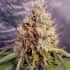 AUTO KUSH MASS (Garden Of Green Seeds) Semillas de marihuana feminizadas autoflorecientes, cogollo.