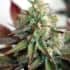 AUTO CRITICAL 2.0 XL (Garden Of Green Seeds) Semillas de marihuana autoflorecientes feminizadas, cogollo.